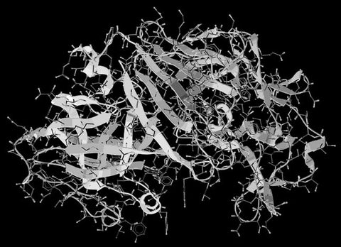 Enzymes in our serums