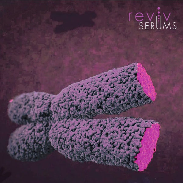 Telomere